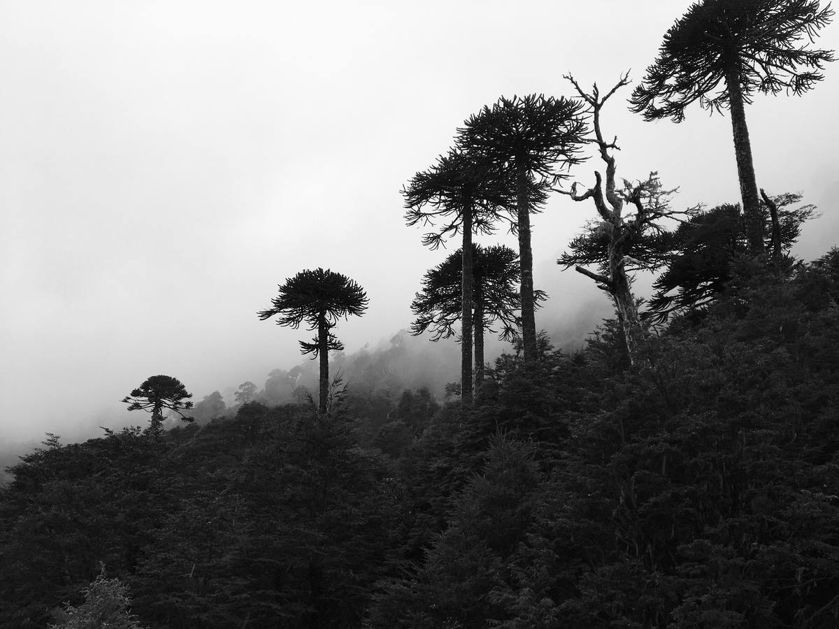 Araucarias en la niebla
