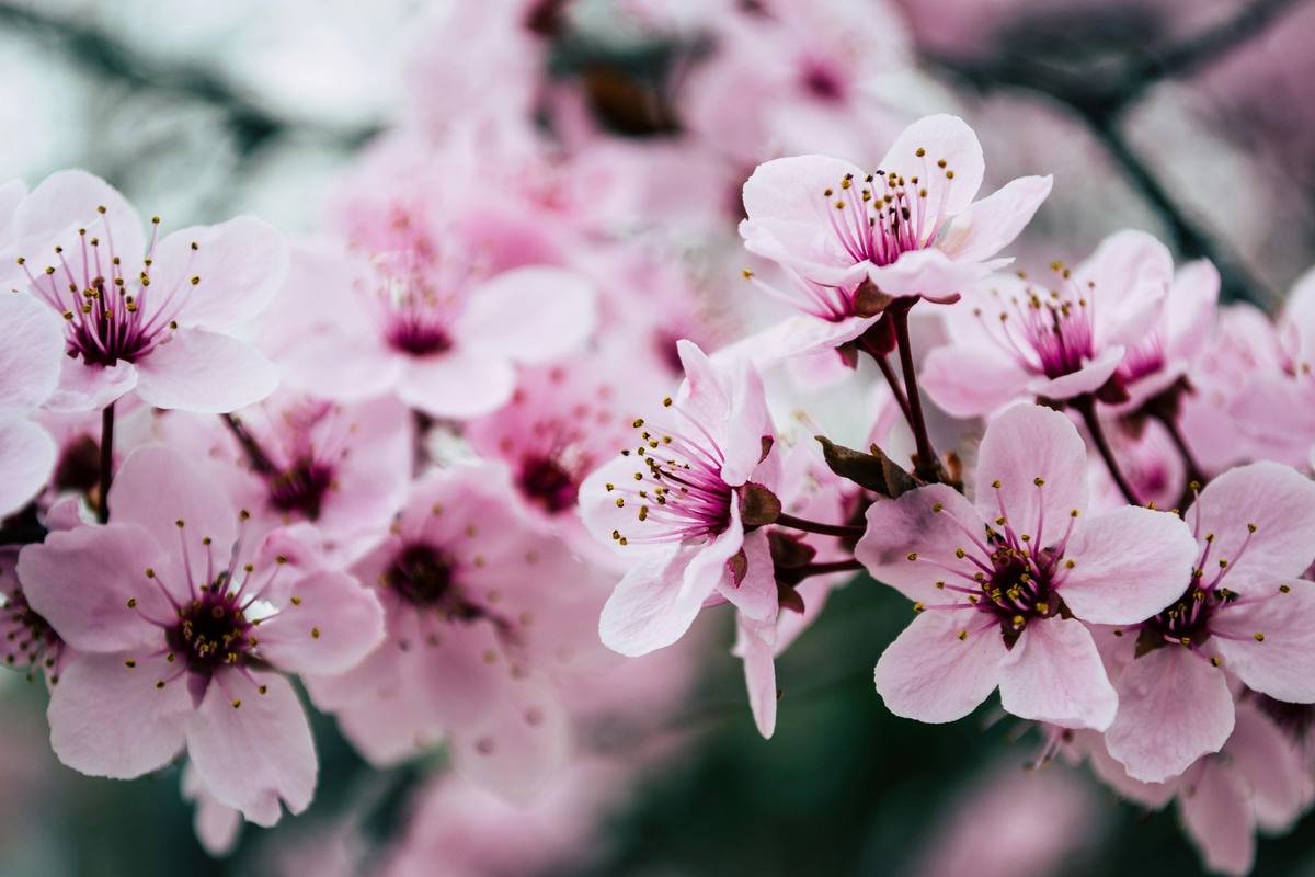 Flores de cerezo rosadas en primer plano